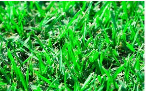 JAMUR ZOYSIA SOD