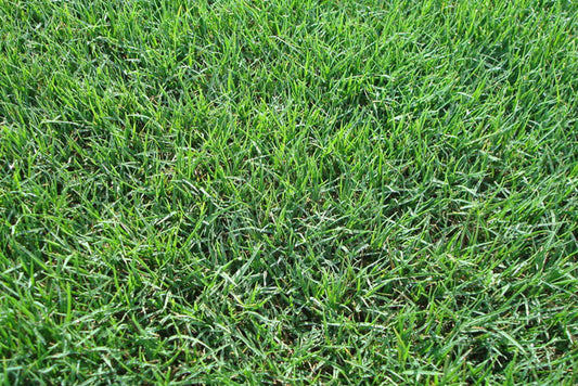 BERMUDA SOD (504 SF)
