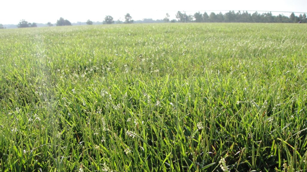 Centipedegrass | NC Sod Producers Association Centipede sod near me