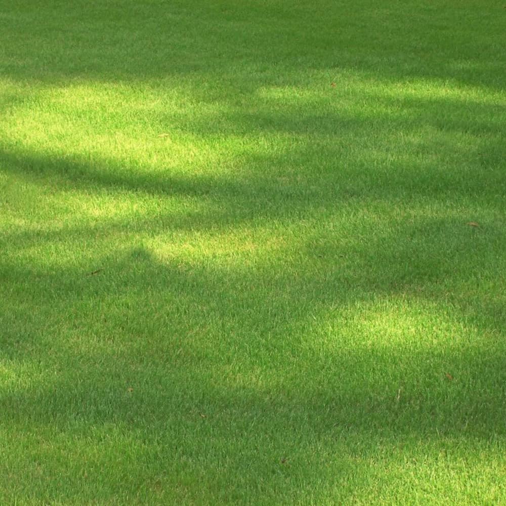 EMERALD ZOYSIA SOD