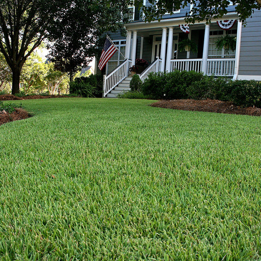 EMPIRE ZOYSIA