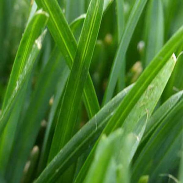 FESCUE SOD