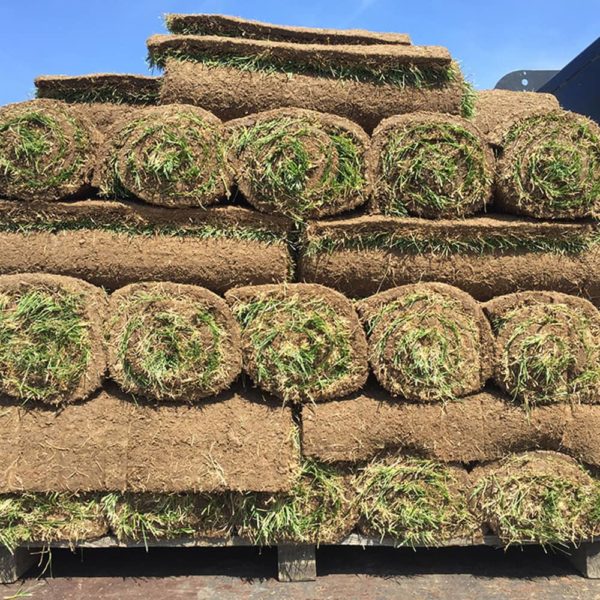 FESCUE SOD